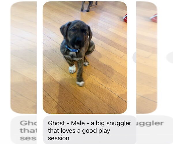 Medium Photo #3 Mutt Puppy For Sale in San Diego, CA, USA