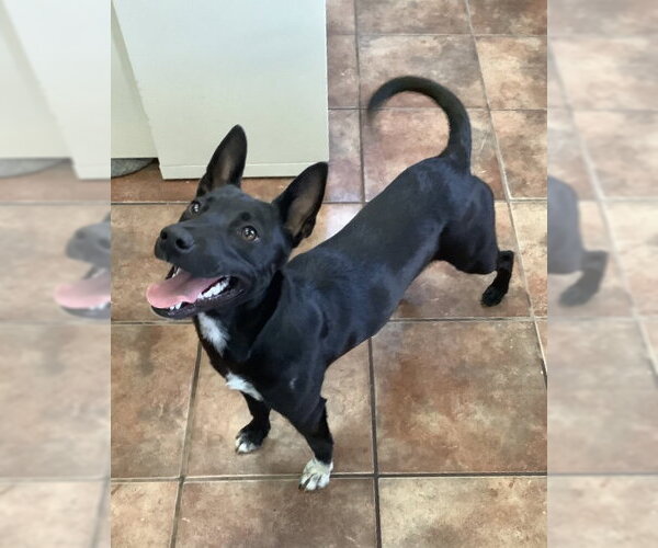 Medium Photo #4 Labrador Retriever Puppy For Sale in Amarillo, TX, USA