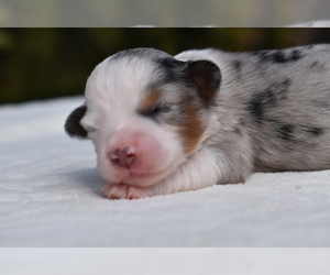 Miniature Australian Shepherd Puppy for sale in PALM COAST, FL, USA