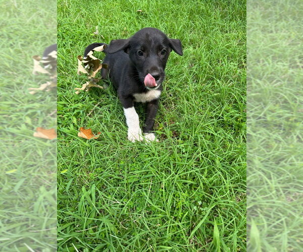 Medium Photo #1 Labrador Retriever-Unknown Mix Puppy For Sale in Claremore, OK, USA