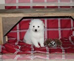 Small Photo #2 American Eskimo Dog Puppy For Sale in DALTON, OH, USA