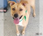 Small #1 Retriever  Mix