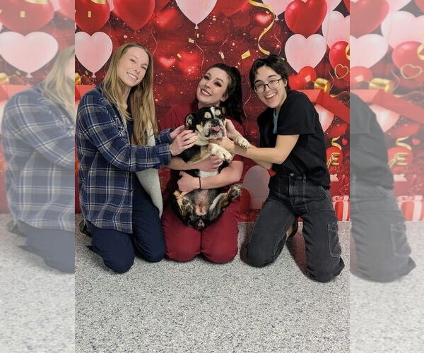 Medium Photo #4 Bulldog Puppy For Sale in Dumont, NJ, USA