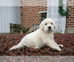 Small Photo #4 English Cream Golden Retriever Puppy For Sale in ORRVILLE, OH, USA
