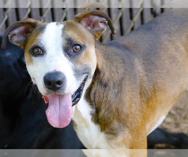 Medium Photo #2 American Staffordshire Terrier-Unknown Mix Puppy For Sale in Tallahassee, FL, USA