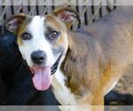 Small Photo #2 American Staffordshire Terrier-Unknown Mix Puppy For Sale in Tallahassee, FL, USA
