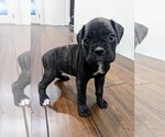 Image preview for Ad Listing. Nickname: Puppy #4