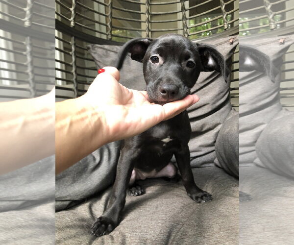Medium Photo #7 Labrador Retriever Puppy For Sale in Holly Springs, NC, USA