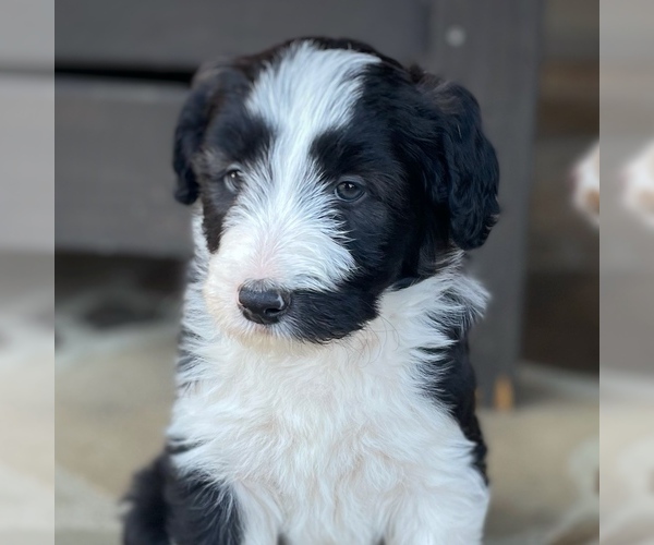Medium Photo #3 Bordoodle Puppy For Sale in LONDON, AR, USA