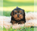 Puppy Rowan Yorkshire Terrier