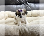 Small #3 Papillon