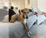 Small Photo #7 Labrador Retriever-Saluki Mix Puppy For Sale in Washington, DC, USA