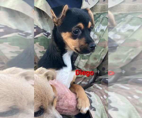 Medium Photo #4 Chiweenie Puppy For Sale in Des Moines, IA, USA