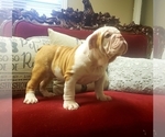 Small Photo #5 English Bulldog Puppy For Sale in DE WITT, MI, USA