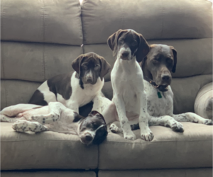 German Shorthaired Pointer Puppy for sale in FARGO, ND, USA