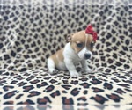 Small #3 Jack Russell Terrier
