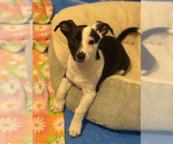 Medium Photo #2 Jack Chi Puppy For Sale in Slidell, LA, USA