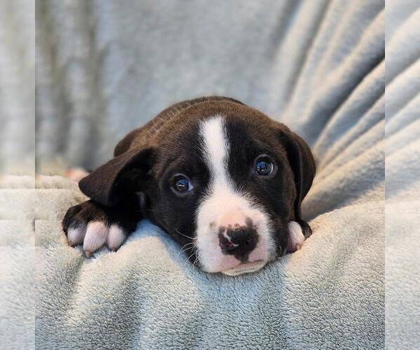 Medium Photo #2 Labrador Retriever-Unknown Mix Puppy For Sale in San Diego, CA, USA