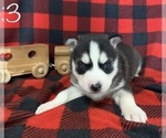 Small #2 Siberian Husky