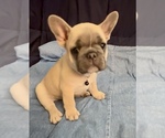 Small #8 French Bulldog