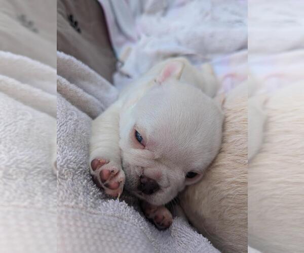 Medium Photo #2 French Bulldog Puppy For Sale in CONROE, TX, USA