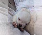 Small #1 French Bulldog