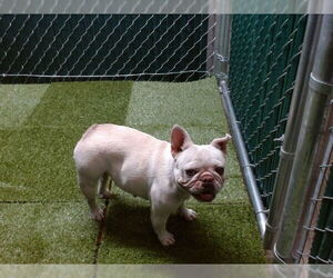 French Bulldog Dogs for adoption in Downey, CA, USA
