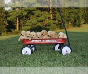 Golden Retriever Litter for sale in MEMPHIS, MO, USA