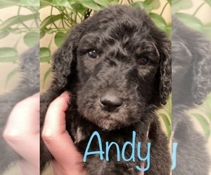 Goldendoodle-Poodle (Standard) Mix Puppy for sale in GRESHAM, OR, USA