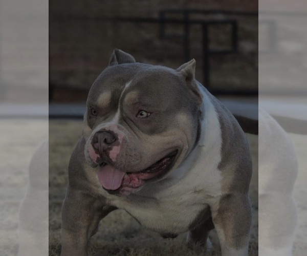 Medium Photo #1 American Bully Puppy For Sale in CHARLOTTE, NC, USA