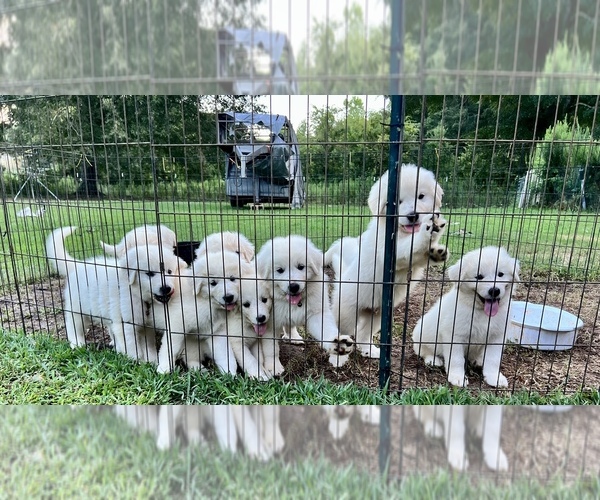 Medium Photo #1 Great Pyrenees Puppy For Sale in DANVILLE, AL, USA