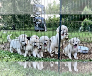 Great Pyrenees Puppy for Sale in DANVILLE, Alabama USA