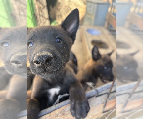 Medium Photo #1 Belgian Malinois Puppy For Sale in PERRIS, CA, USA