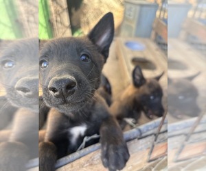 Belgian Malinois Dogs for adoption in PERRIS, CA, USA