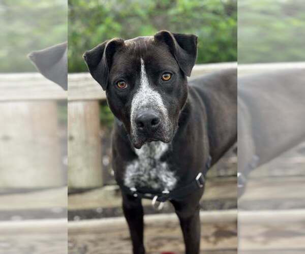 Medium Photo #8 Mutt Puppy For Sale in Elmsford, NY, USA