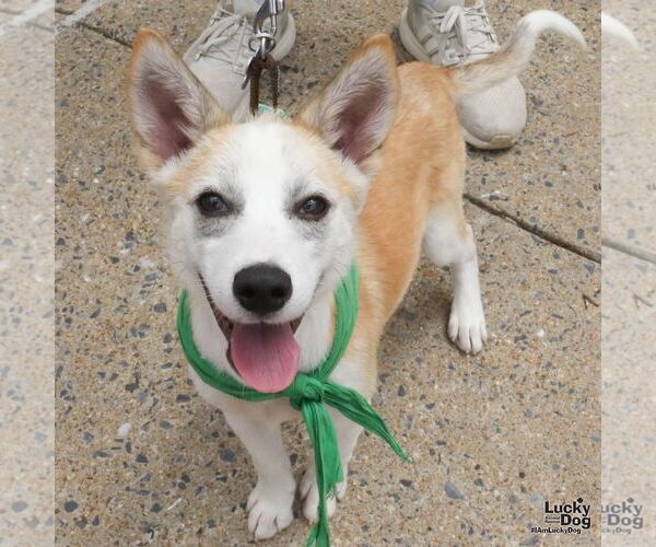 Medium Photo #3 Siberian Husky-Unknown Mix Puppy For Sale in Washington, DC, USA