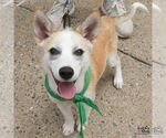 Small #2 Siberian Husky Mix