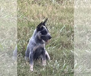 Australian Cattle Dog Puppy for sale in WINDER, GA, USA