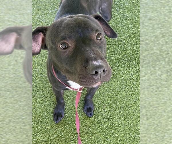 Medium Photo #2 Mutt Puppy For Sale in Fayetteville, NC, USA