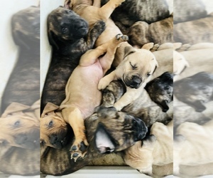 Boerboel Puppy for sale in PITTSBURG, CA, USA