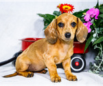 Puppy Arlene Dachshund