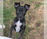 Small Mutt