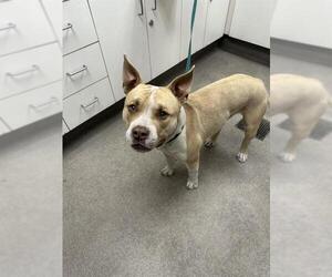Mutt Dogs for adoption in HESPERIA, CA, USA