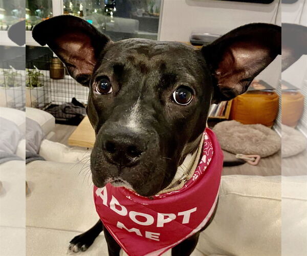 Medium Photo #27 American Pit Bull Terrier-Unknown Mix Puppy For Sale in Fargo, ND, USA