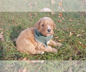 Bernedoodle Puppy for sale in RAPHINE, VA, USA