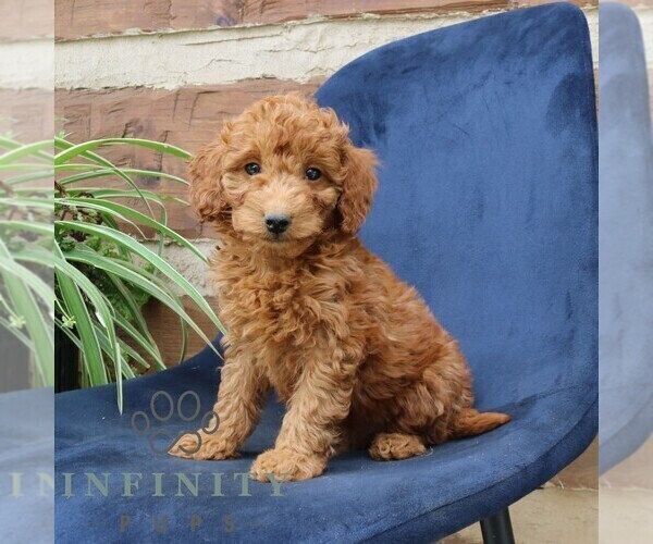 Medium Photo #4 Goldendoodle (Miniature) Puppy For Sale in NARVON, PA, USA
