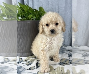 Medium Cavapoo