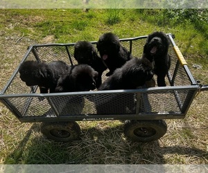 Newfoundland Puppy for Sale in HENDERSONVILLE, North Carolina USA
