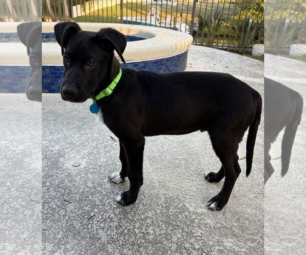 Medium Photo #5 Mutt Puppy For Sale in Royal Palm Beach, FL, USA