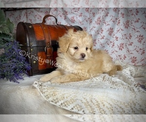 Pom-A-Poo Puppy for sale in CROMWELL, MN, USA